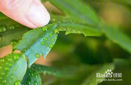 扯几片叶子就能重新载新的盆景植物的植物和方法