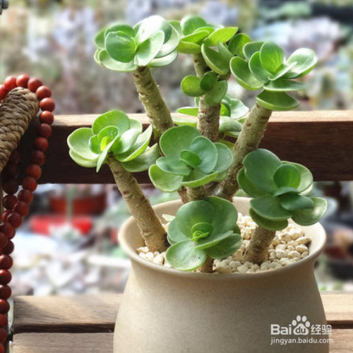 金钱木叶子发黄变软怎么办?