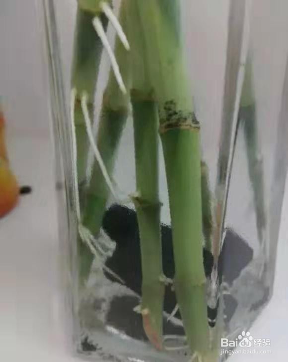 富贵竹浓绿油亮，瓶底长满大白根