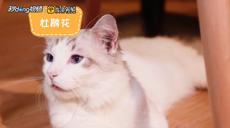 猫不能吃的食物有哪些
