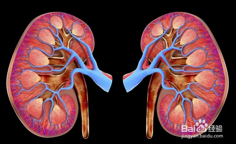 高尿酸对身体有哪些危害?