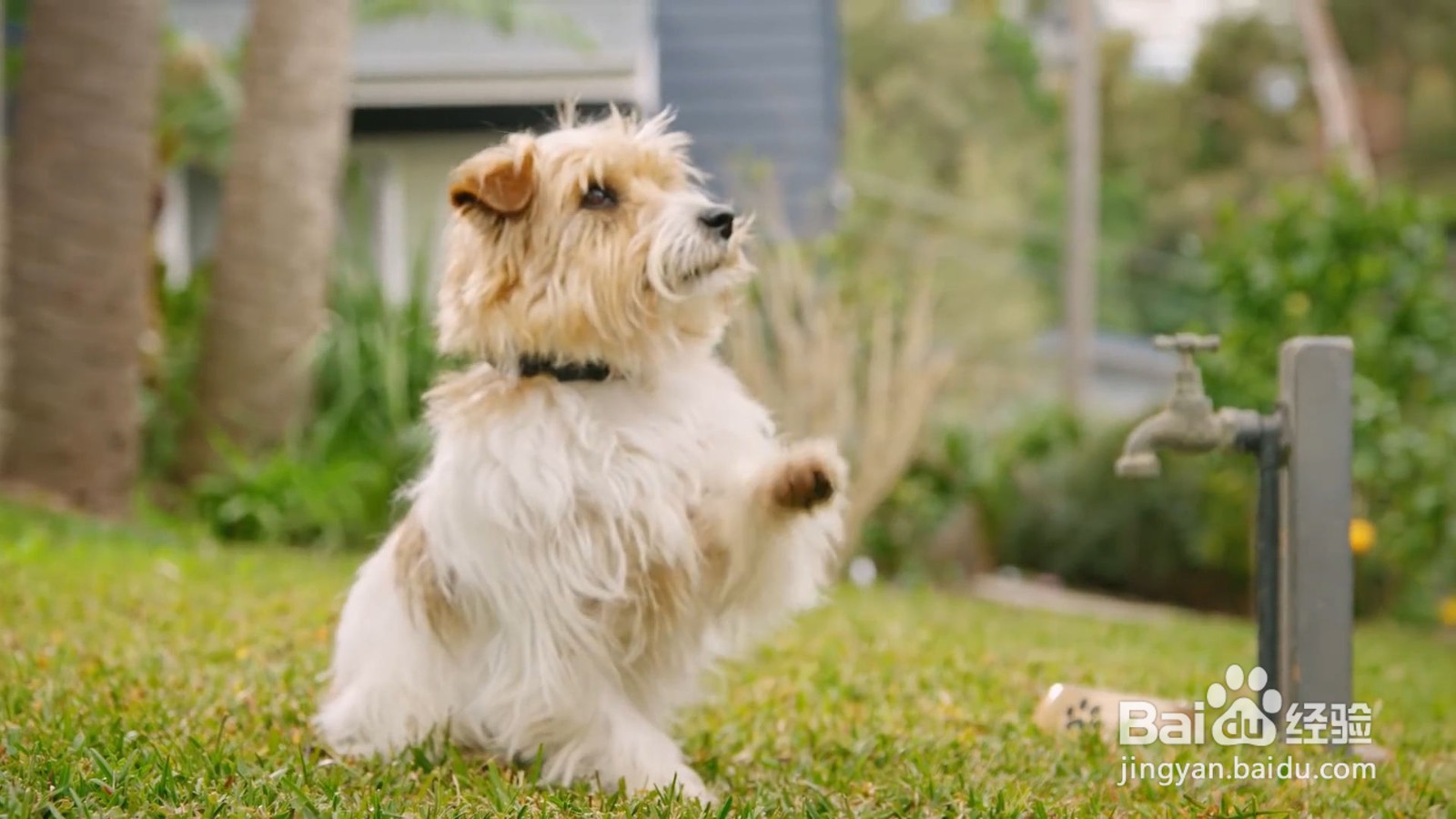 宠物狗老是呕吐是怎么回事？