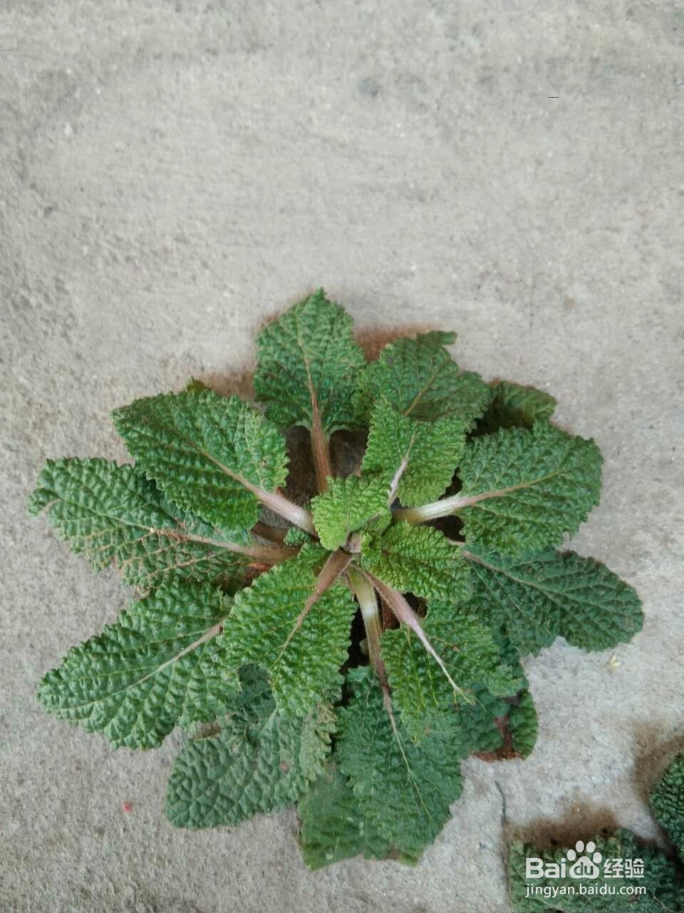 宝宝长湿疹,怎么办一种常见的草药帮你搞定!