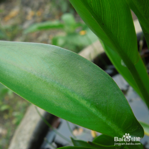 水半夏该怎么养殖?