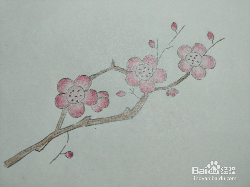 简笔画画卡通红梅