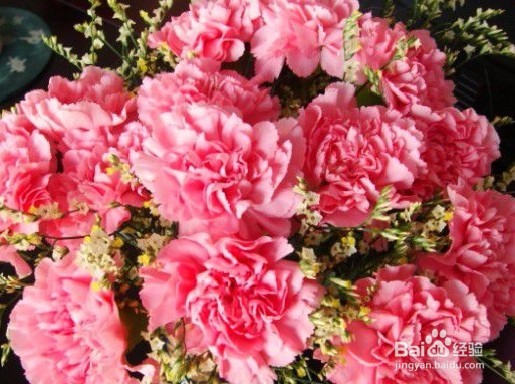 康乃馨的花语是什么不同花色的康乃馨各代表什么