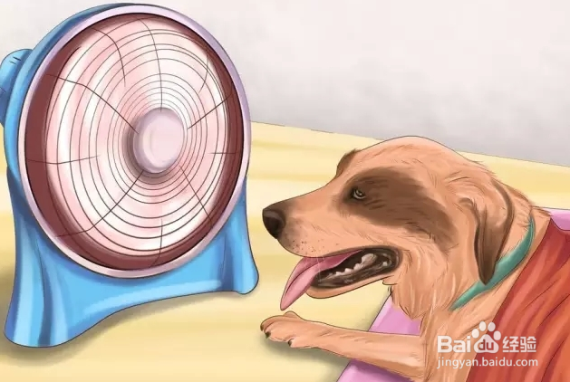 夏季狗狗中暑怎么办？如何预防？