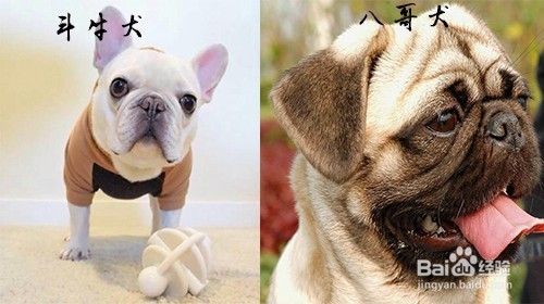 斗牛犬和八哥犬的区别 百度经验