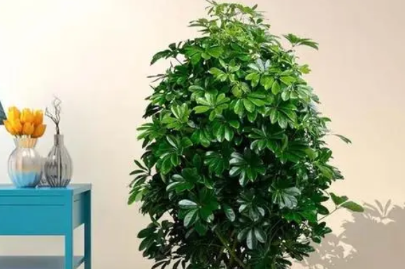 八方来财树的养殖方法和注意事项