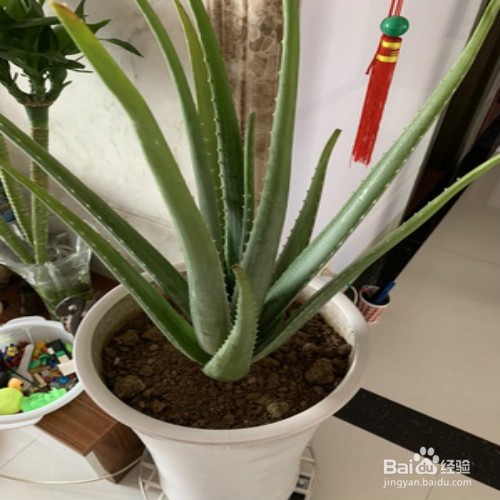 芦荟怎样栽培才会出芦荟小幼苗