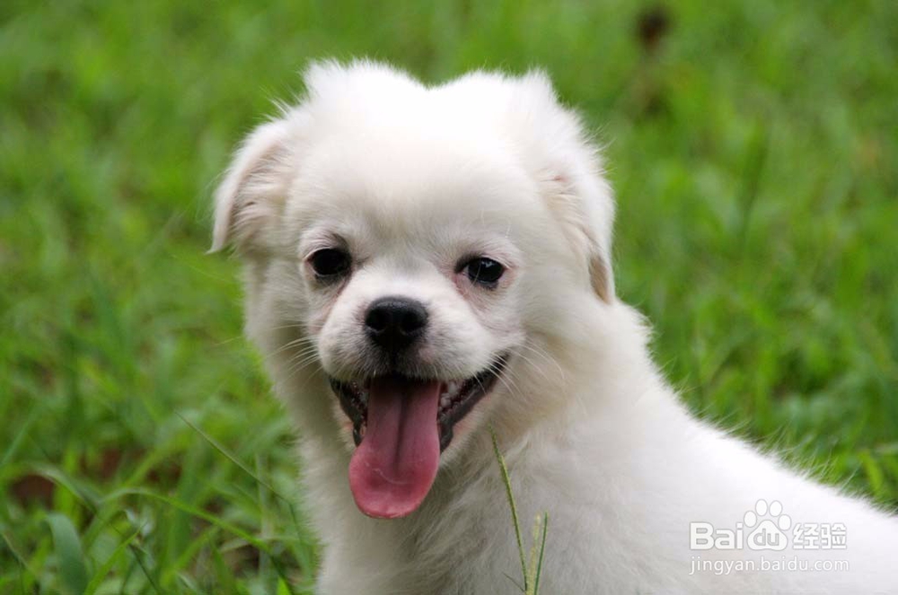 怎么样才能走出丢失狗狗的痛苦