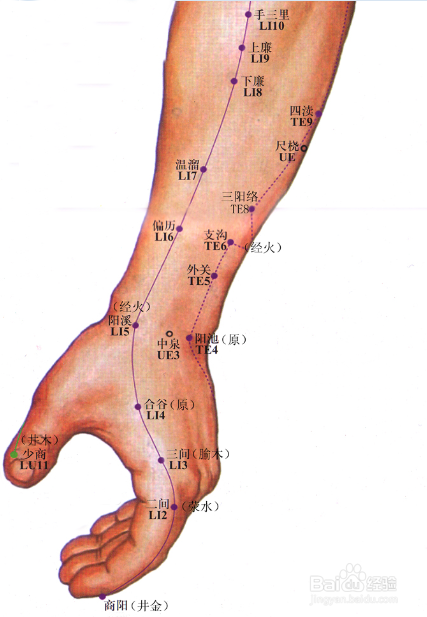 手阳明大肠经图解