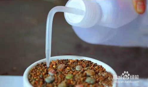 生石花怎么分株