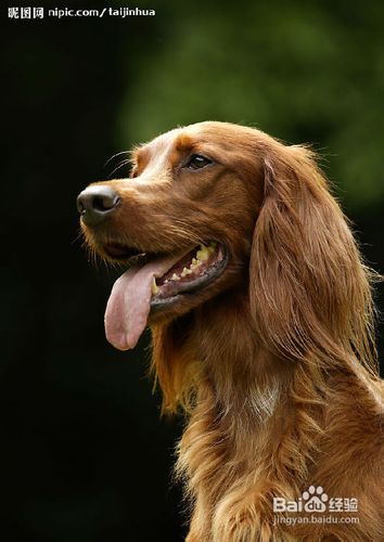 金毛犬的训练