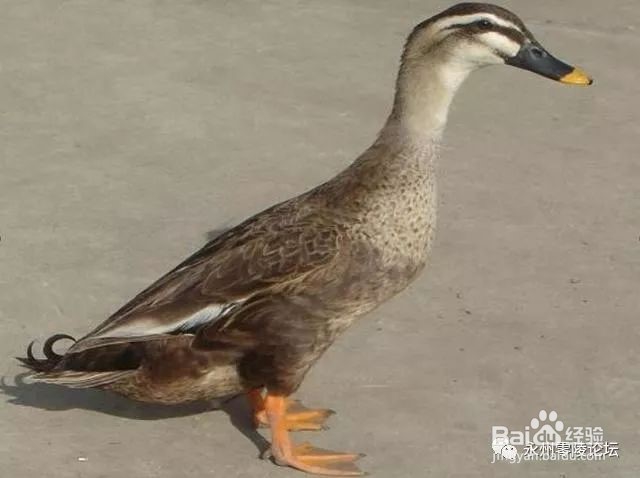 如何做正宗的永州血鸭