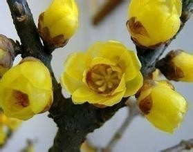 腊梅花鸡糕攻略