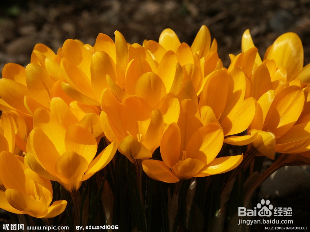 高一化学：关于碳族元素的常见问题
