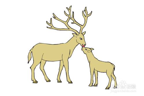 麋鹿母子的画法