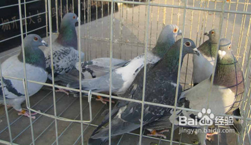 鸽子长痘怎样治疗