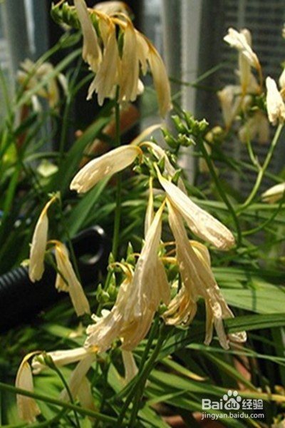 早更的原因、症状、调理方法