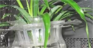 用瓶子做花盆的方法