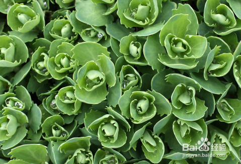 冬季怎样养护多肉植物小球玫瑰？