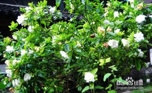 栀子花修剪方法图解