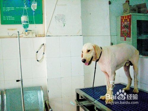 狗狗中暑了怎么处理