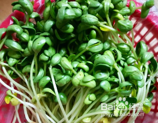 自己制作上汤黑豆苗