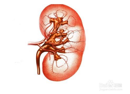慢性肾炎该如何诊断呢？