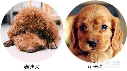 怎么给泰迪犬剪头发