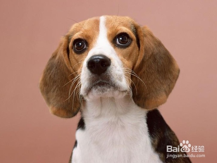 如何给比格犬美容