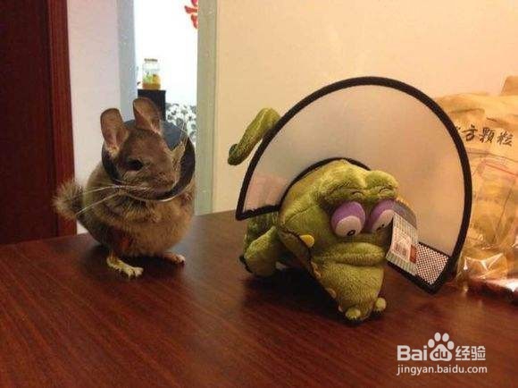 龙猫骨折怎么办