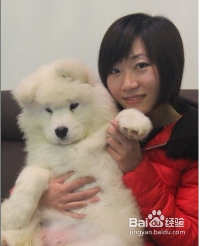 萨摩耶狗狗不喜欢剪指甲怎么办