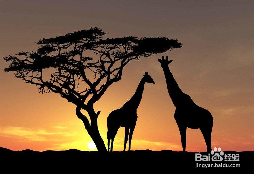 长颈鹿怎么繁殖