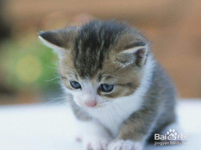 哪些猫适合老年人养?