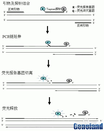 RTPCR、定量PCR简介
