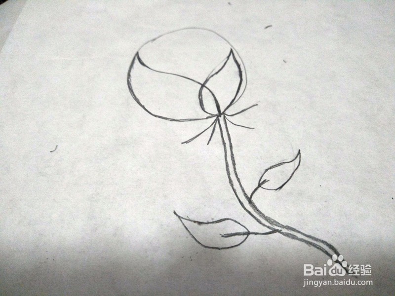 玫瑰花简笔画怎么画