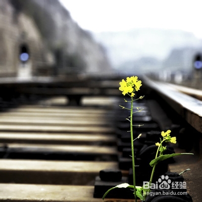 如何抢购火车票