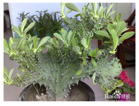 生活中常见的多肉植物有哪些？
