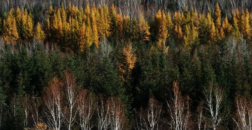 怎样挑选赏秋旅游地