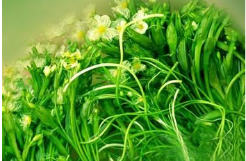 饮食治疗风湿性关节炎的方法