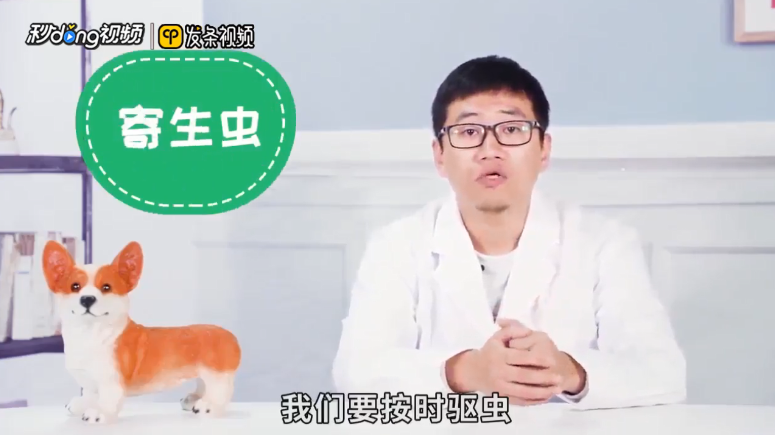 如何让狗狗长胖