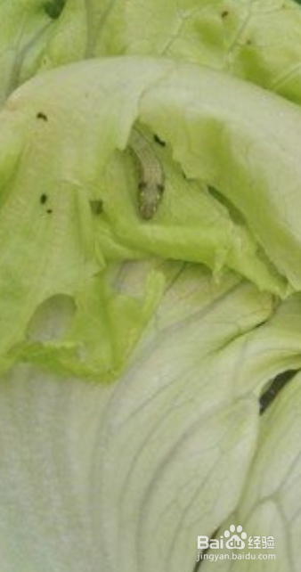 生菜长虫子怎么处理