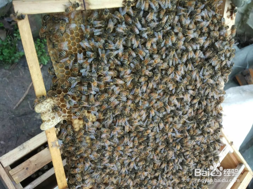 蜜蜂养殖步骤