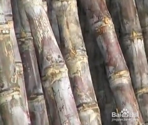 如何挑选水果蔬菜：[5]如何挑选甘蔗