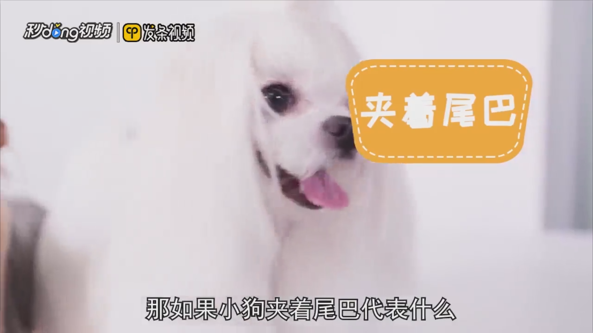 如何听懂狗狗的语言