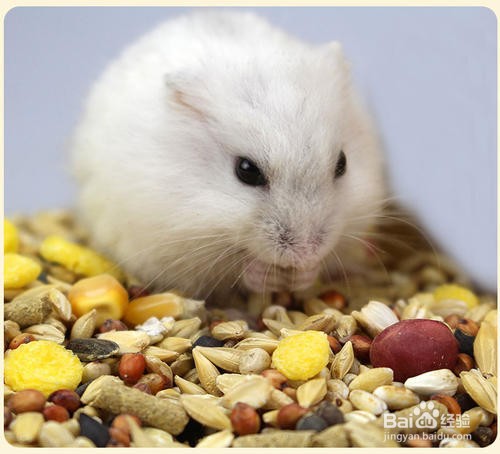 仓鼠啃笼子怎么解决