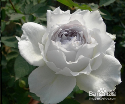 蓝妖：不可错过的经典灌木月季品种介绍