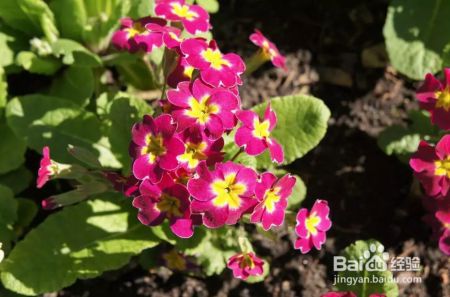 迎春花年年见，但你知道“报春花”吗